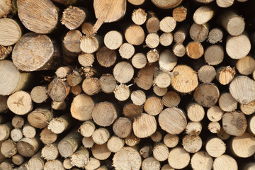 Stacked logs in forest.