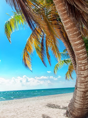tropical beach in Dominican republic. Saona