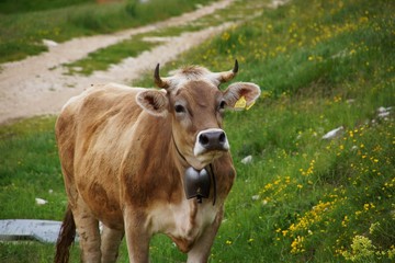 Kuh in den Alpen