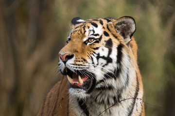 Tiger Portrait