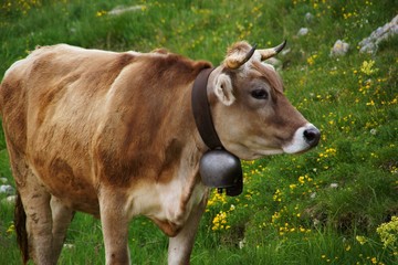 Kuh in den Alpen