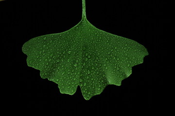 Ginkgoblatt