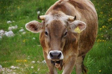 Naklejka na ściany i meble Krowy w Alpach