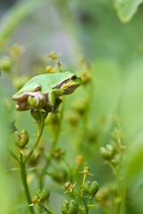 Laubfrosch auf Ausguck