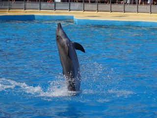 dauphin seul