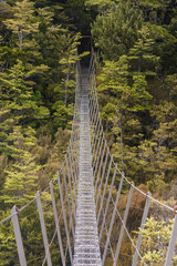 suspension bridge above beech trees gorge