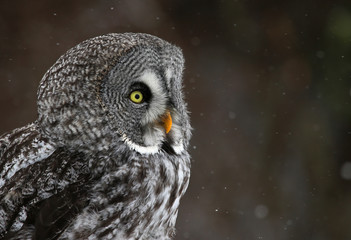 The face of a Great Grey Owl (Strix nebulosa)