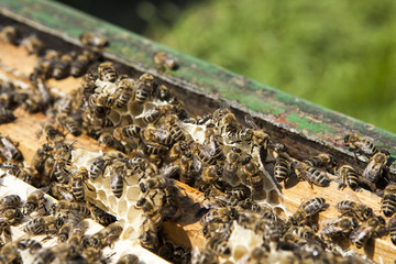Bienen bei der Arbeit im Bienenstock