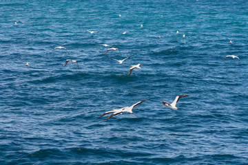 Fototapeta na wymiar fishing gannets