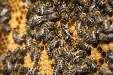 Bienenkönigin mit ihren Drohnen auf einer Honigwabe