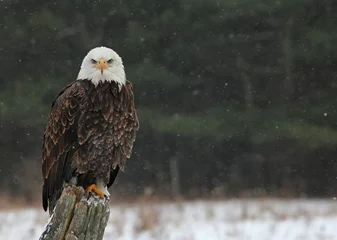  Bald Eagle kijkt naar jou © Chris Hill