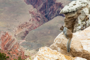 Grand Canyon Squirrel