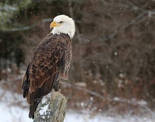 Bald Eagle (haliaeetus leucocephalus)