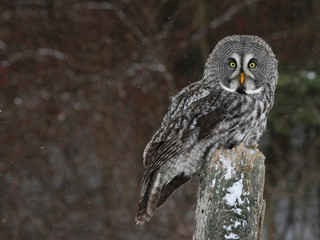Great Grey Owl and Copyspace