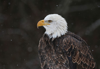 Bald Eagle Profile