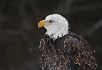 Foto op Plexiglas Bald Eagle Profile © Chris Hill