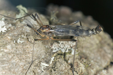 Cranefly, Dictenidia bimaculata on wood, macro photo