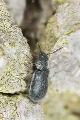 Dasytes obscurus, Melyridae on wood, macro photo