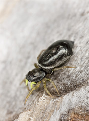 Jumping spider, Heliophanus, Salticidae on wood