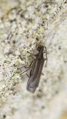 Malthinus frontalis on wood, extreme close-up
