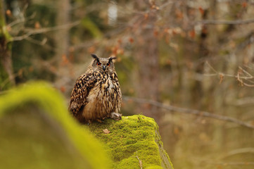 Eurasian Eagle Owl standing on rock with moss