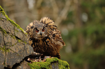 Eurasian Eagle Owl watching his hunt down mouse prey