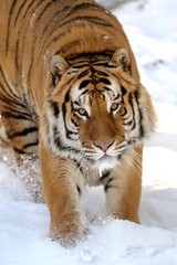 Tigre siberiana - obrazy, fototapety, plakaty