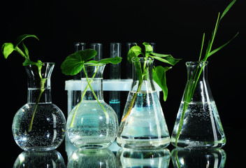 Plants in test tubes, isolated on black