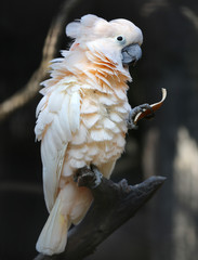 White cockatoo parrot © tanor27