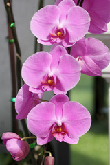 Pink Farland orchid