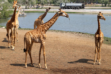 Naklejka premium Herd of beautiful giraffes