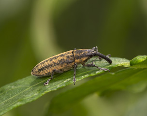 Brown bug on a green leaf
