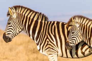 Fototapeta na wymiar Zebras Heads Animal Wildlife