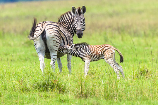 Zebra Calf Feeding Protection Wildlife