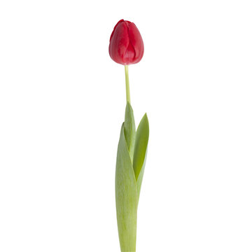 tulip flower on a stem with leaves isolated on white background