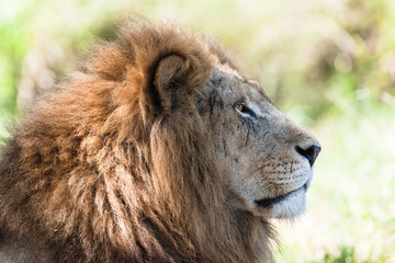 Lion King Stare Wildlife