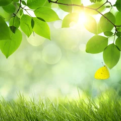 Foto op Plexiglas Natuur Natuurlijke groene achtergrond