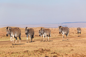 Naklejka na ściany i meble Zebra Herd Habitat Animal Wildlife