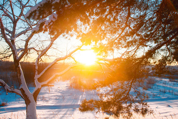 The sun on horizon breaks through tree branches frosty night