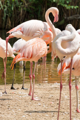 Flamingo is a type of wading bird in the genus Phoenicopterus