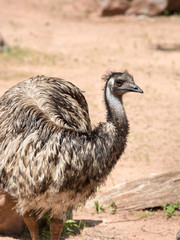 Emu (Dromaius novaehollandiae) is the largest bird native to Aus