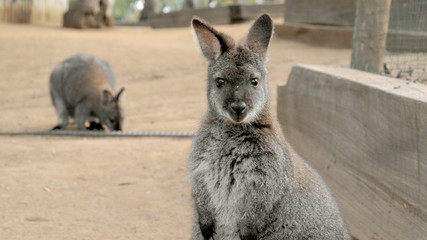 Cute wallaby staring with confused face