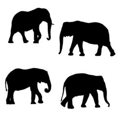 Fototapeta premium Black silhouettes of two elephants on a white background