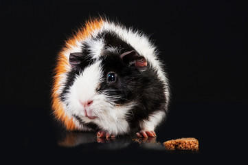 Tricolor cavy with rusk isolated on black