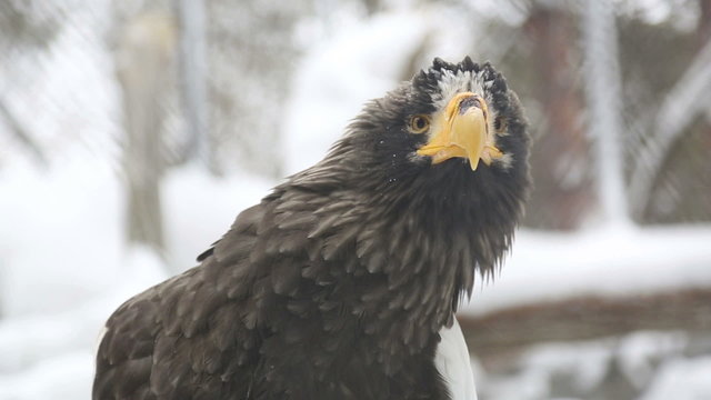Steller's sea eagle in Novosibirsk Zoo.