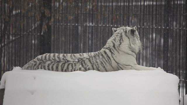 White tiger lying on the dais in the Novosibirsk Zoo.