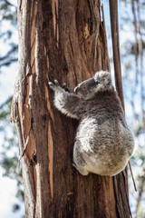 Koala bear climbing up the tree in Australia
