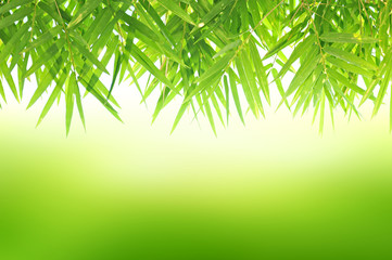 Green natural abstract background with Bamboo leaves