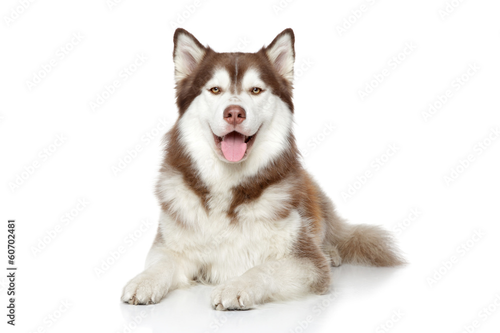 Sticker Happy Siberian Husky