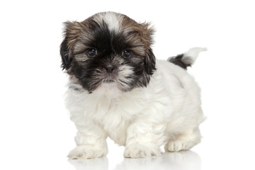 Shih-Tzu puppy portrait